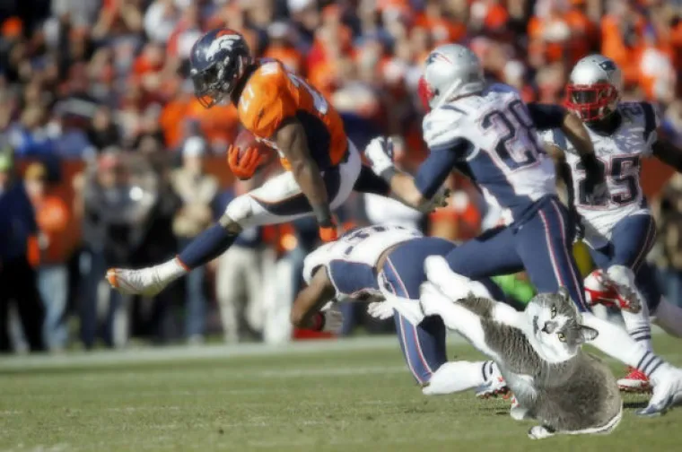 &Scaron;TO JE ZAJEDNIČKO MAČKAMA I NOGOMETU? Nije vic, ali ove su fotografije jednako toliko smije&scaron;ne