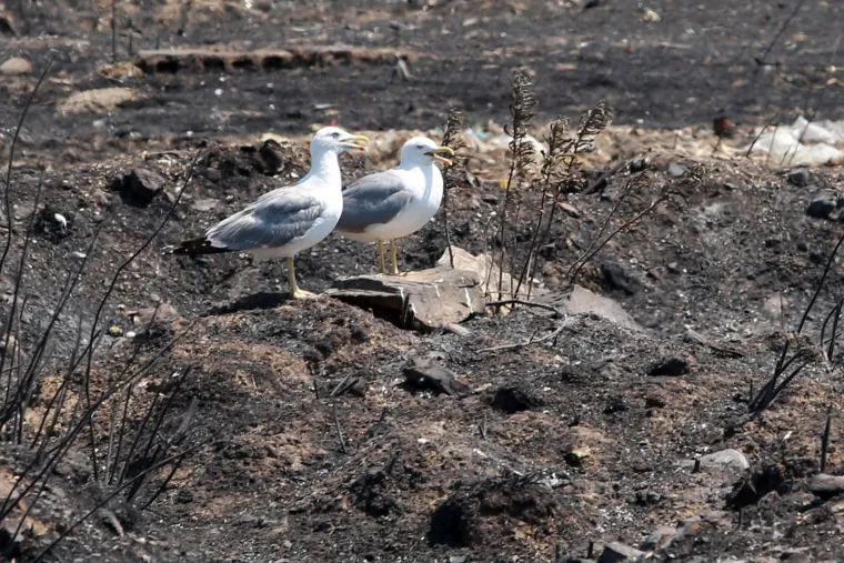 Gradsko odlagalište smeća na Karepovcu cijeli dan sanira Čistoća