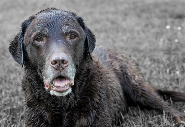 IZMAMIT ĆE VAM SUZE NA OČI: Ove dirljive fotografije starih pasa dokazuju da starenje ne znači gubitak šarma