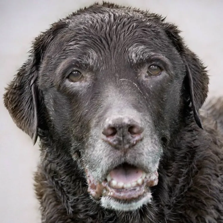 IZMAMIT ĆE VAM SUZE NA OČI: Ove dirljive fotografije starih pasa dokazuju da starenje ne znači gubitak šarma