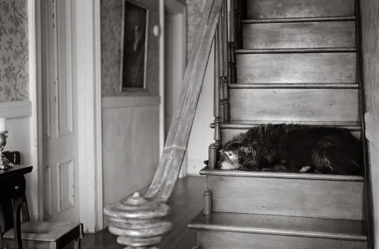 IZMAMIT ĆE VAM SUZE NA OČI: Ove dirljive fotografije starih pasa dokazuju da starenje ne znači gubitak šarma