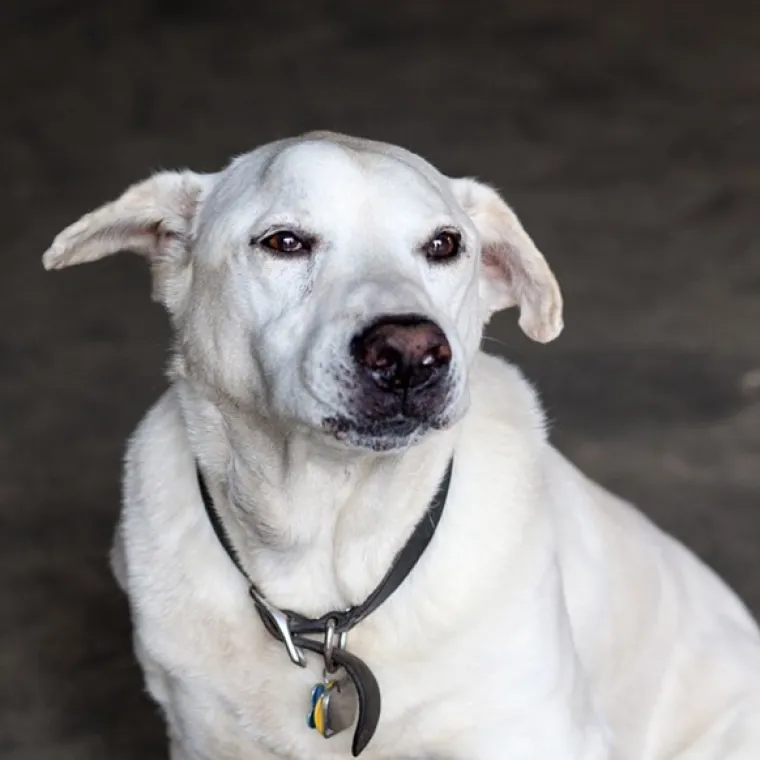 IZMAMIT ĆE VAM SUZE NA OČI: Ove dirljive fotografije starih pasa dokazuju da starenje ne znači gubitak šarma