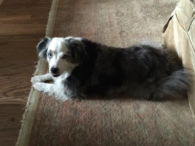 IZMAMIT ĆE VAM SUZE NA OČI: Ove dirljive fotografije starih pasa dokazuju da starenje ne znači gubitak šarma