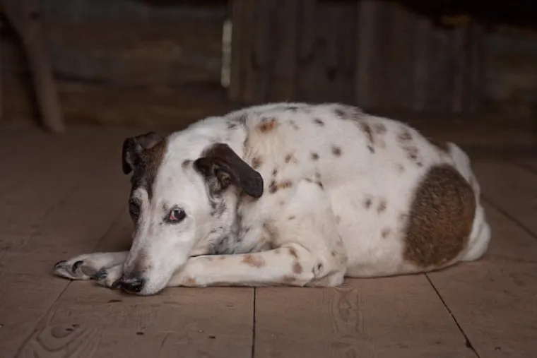 IZMAMIT ĆE VAM SUZE NA OČI: Ove dirljive fotografije starih pasa dokazuju da starenje ne znači gubitak šarma