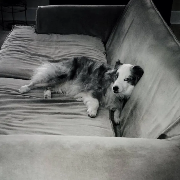 IZMAMIT ĆE VAM SUZE NA OČI: Ove dirljive fotografije starih pasa dokazuju da starenje ne znači gubitak šarma