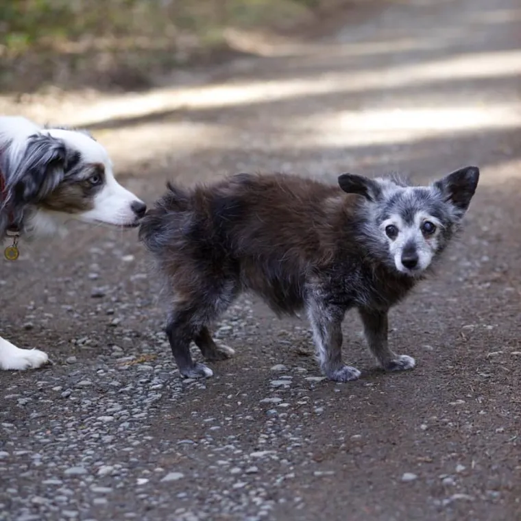 IZMAMIT ĆE VAM SUZE NA OČI: Ove dirljive fotografije starih pasa dokazuju da starenje ne znači gubitak šarma