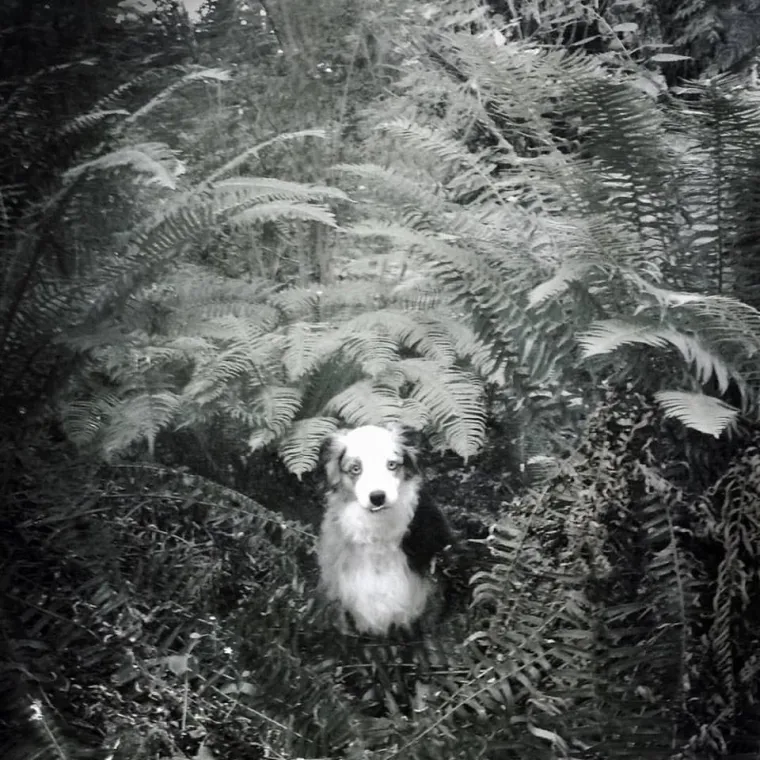 IZMAMIT ĆE VAM SUZE NA OČI: Ove dirljive fotografije starih pasa dokazuju da starenje ne znači gubitak &scaron;arma