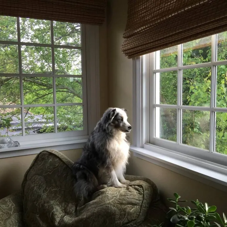 IZMAMIT ĆE VAM SUZE NA OČI: Ove dirljive fotografije starih pasa dokazuju da starenje ne znači gubitak &scaron;arma