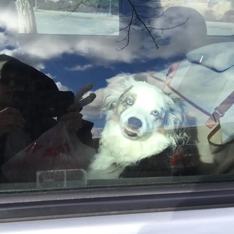 IZMAMIT ĆE VAM SUZE NA OČI: Ove dirljive fotografije starih pasa dokazuju da starenje ne znači gubitak &scaron;arma