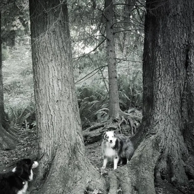 IZMAMIT ĆE VAM SUZE NA OČI: Ove dirljive fotografije starih pasa dokazuju da starenje ne znači gubitak &scaron;arma