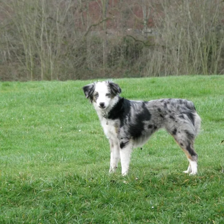 IZMAMIT ĆE VAM SUZE NA OČI: Ove dirljive fotografije starih pasa dokazuju da starenje ne znači gubitak &scaron;arma