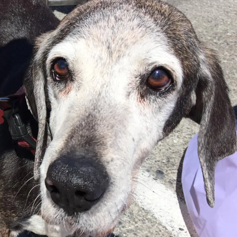 IZMAMIT ĆE VAM SUZE NA OČI: Ove dirljive fotografije starih pasa dokazuju da starenje ne znači gubitak &scaron;arma