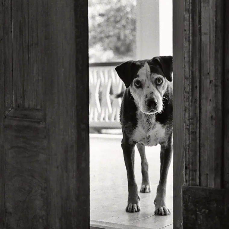 IZMAMIT ĆE VAM SUZE NA OČI: Ove dirljive fotografije starih pasa dokazuju da starenje ne znači gubitak &scaron;arma