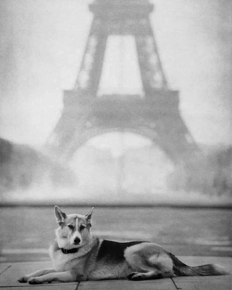 IZMAMIT ĆE VAM SUZE NA OČI: Ove dirljive fotografije starih pasa dokazuju da starenje ne znači gubitak &scaron;arma