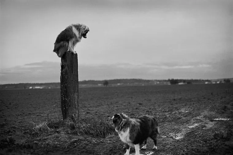 IZMAMIT ĆE VAM SUZE NA OČI: Ove dirljive fotografije starih pasa dokazuju da starenje ne znači gubitak &scaron;arma