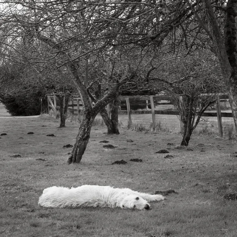 IZMAMIT ĆE VAM SUZE NA OČI: Ove dirljive fotografije starih pasa dokazuju da starenje ne znači gubitak &scaron;arma