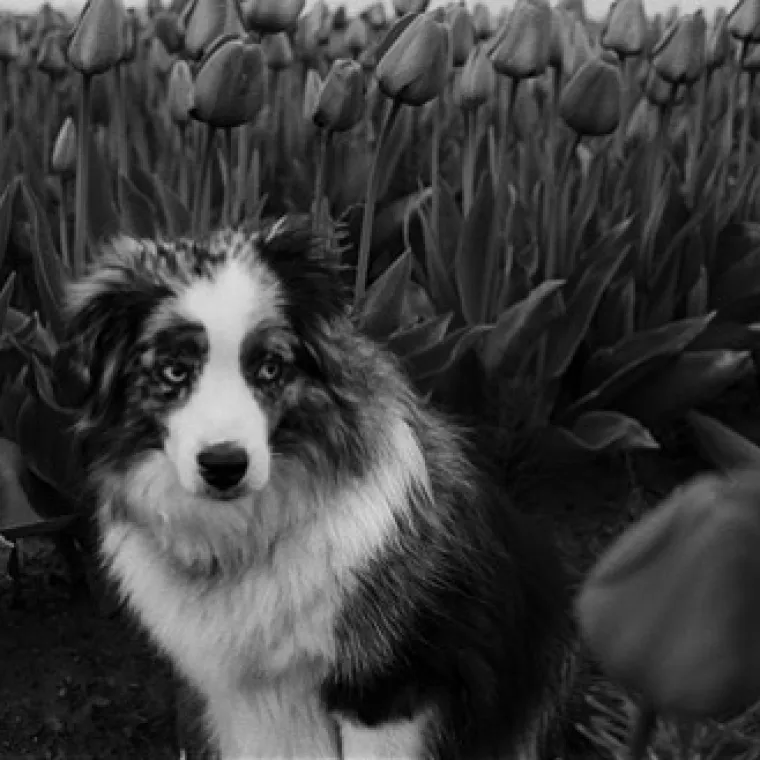 IZMAMIT ĆE VAM SUZE NA OČI: Ove dirljive fotografije starih pasa dokazuju da starenje ne znači gubitak &scaron;arma