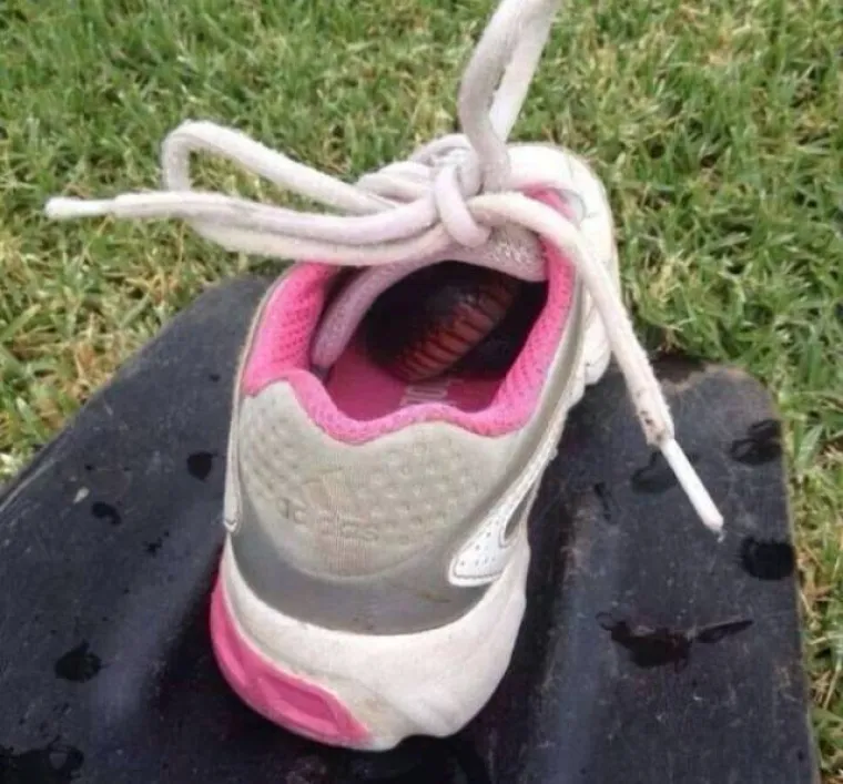 Australija je zemlja velikih razlika. Iako vas većina životinja koje žive tamo poku&scaron;ava ubiti, istovremeno mogu biti jako slatke. Naravno, postoje i vrste koje izgledaju kao da su izronile iz pakla, ali i one koje se želi grliti s vama. Neke od raznolikosti i posebnosti Australije možete pogledati u nastavku.