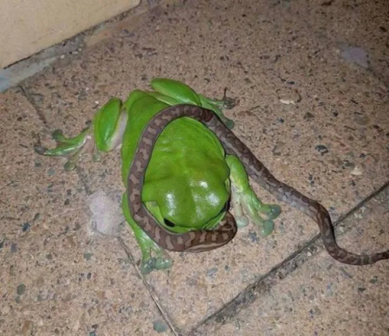 TAMO DOLJE NE&Scaron;TO NIJE U REDU: Prizori iz Australije koji će vam utjerati strah u kosti, kako oni uopće prežive?