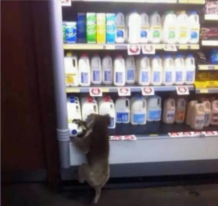 TAMO DOLJE NE&Scaron;TO NIJE U REDU: Prizori iz Australije koji će vam utjerati strah u kosti, kako oni uopće prežive?