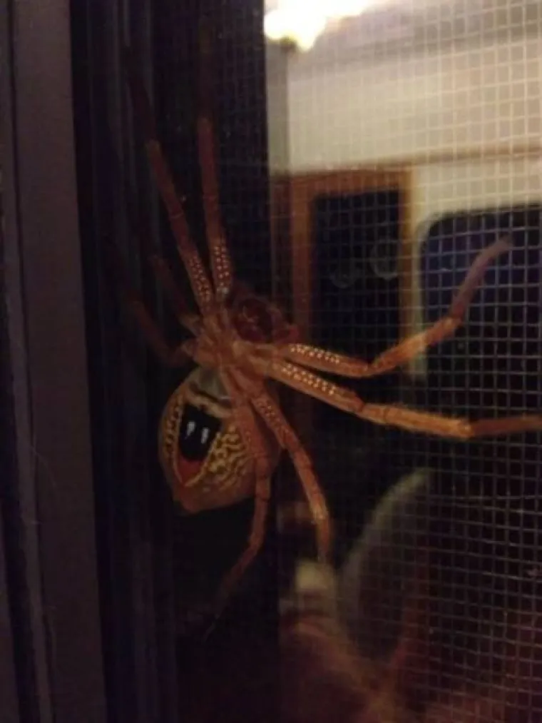 TAMO DOLJE NE&Scaron;TO NIJE U REDU: Prizori iz Australije koji će vam utjerati strah u kosti, kako oni uopće prežive?