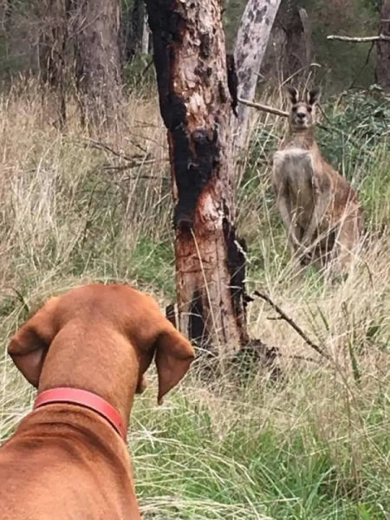 TAMO DOLJE NE&Scaron;TO NIJE U REDU: Prizori iz Australije koji će vam utjerati strah u kosti, kako oni uopće prežive?