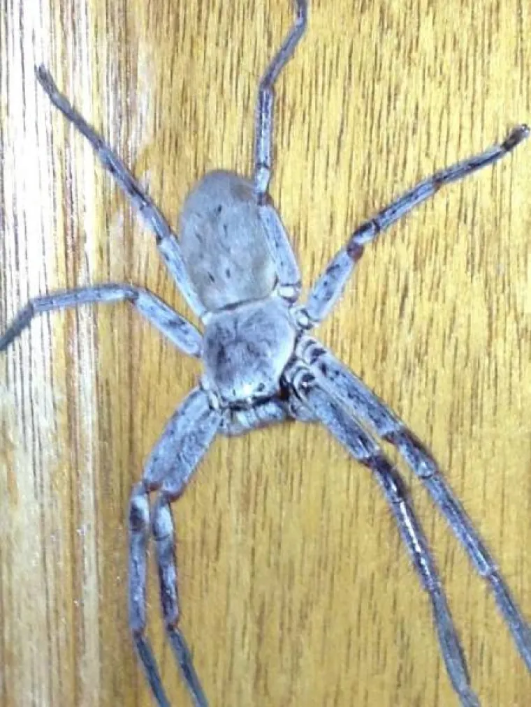 TAMO DOLJE NE&Scaron;TO NIJE U REDU: Prizori iz Australije koji će vam utjerati strah u kosti, kako oni uopće prežive?