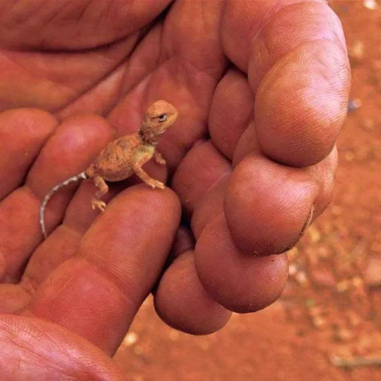 TAMO DOLJE NE&Scaron;TO NIJE U REDU: Prizori iz Australije koji će vam utjerati strah u kosti, kako oni uopće prežive?