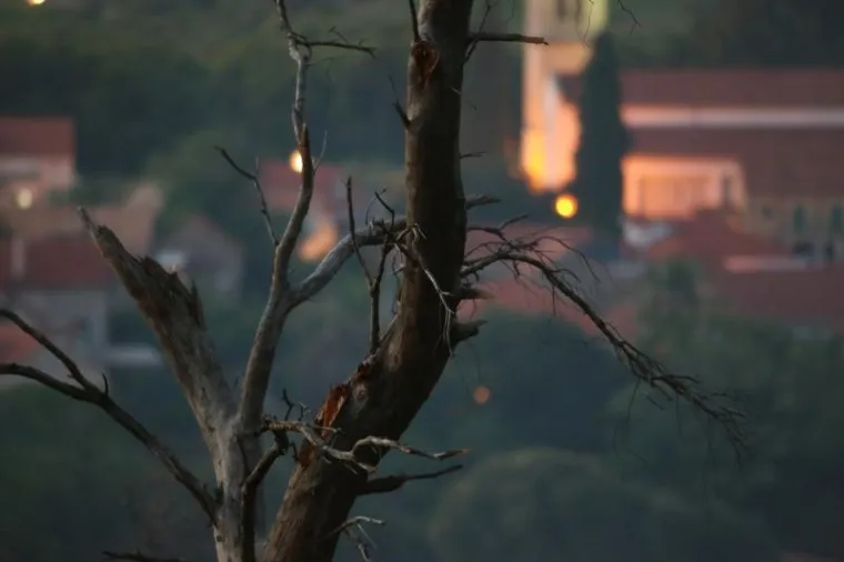 POŽAR NA HVARU KOJI JE ZAPRIJETIO KUĆAMA: Izgorjelo 4-5 hektara guste borove &scaron;ume