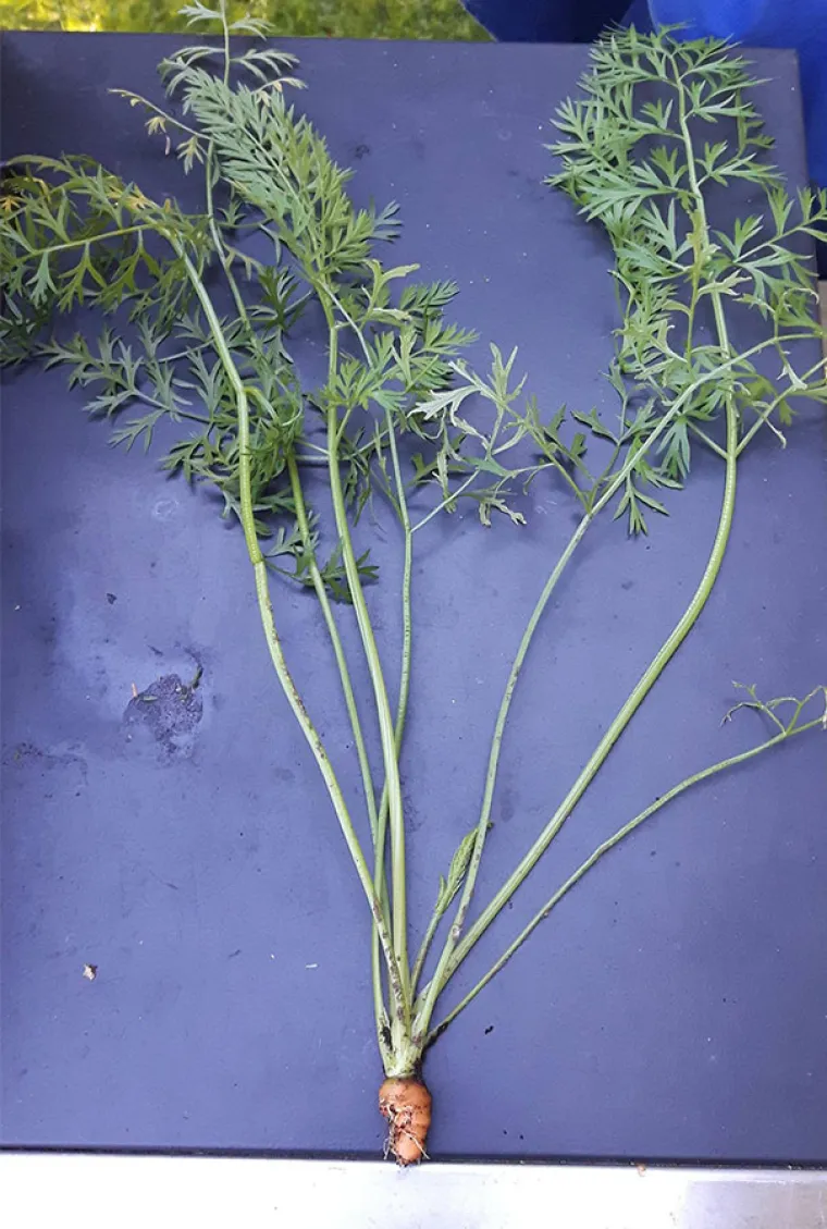 Ljudi se poveselili da će omastiti brk, kad ono - ni&scaron;ta nije kako se čini