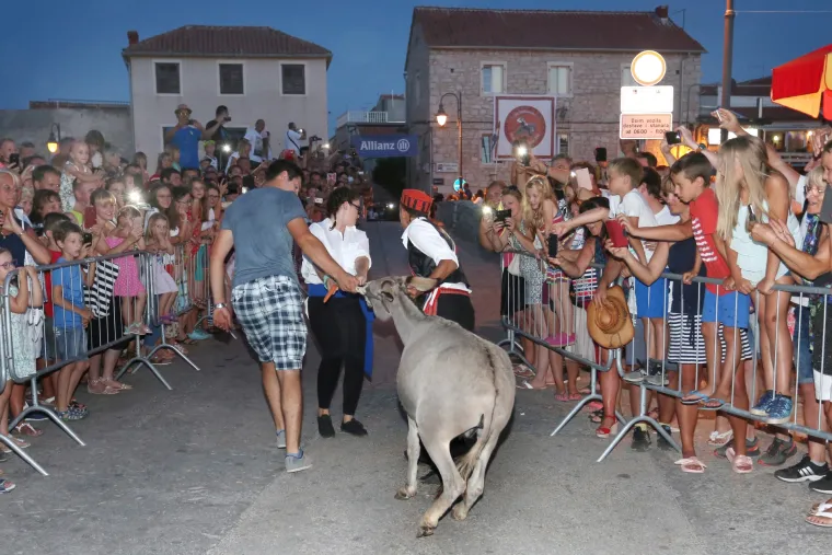 Tribunj: Povodom 50. jubilarne trke magaraca po prvi puta u povijesti jahale su žene