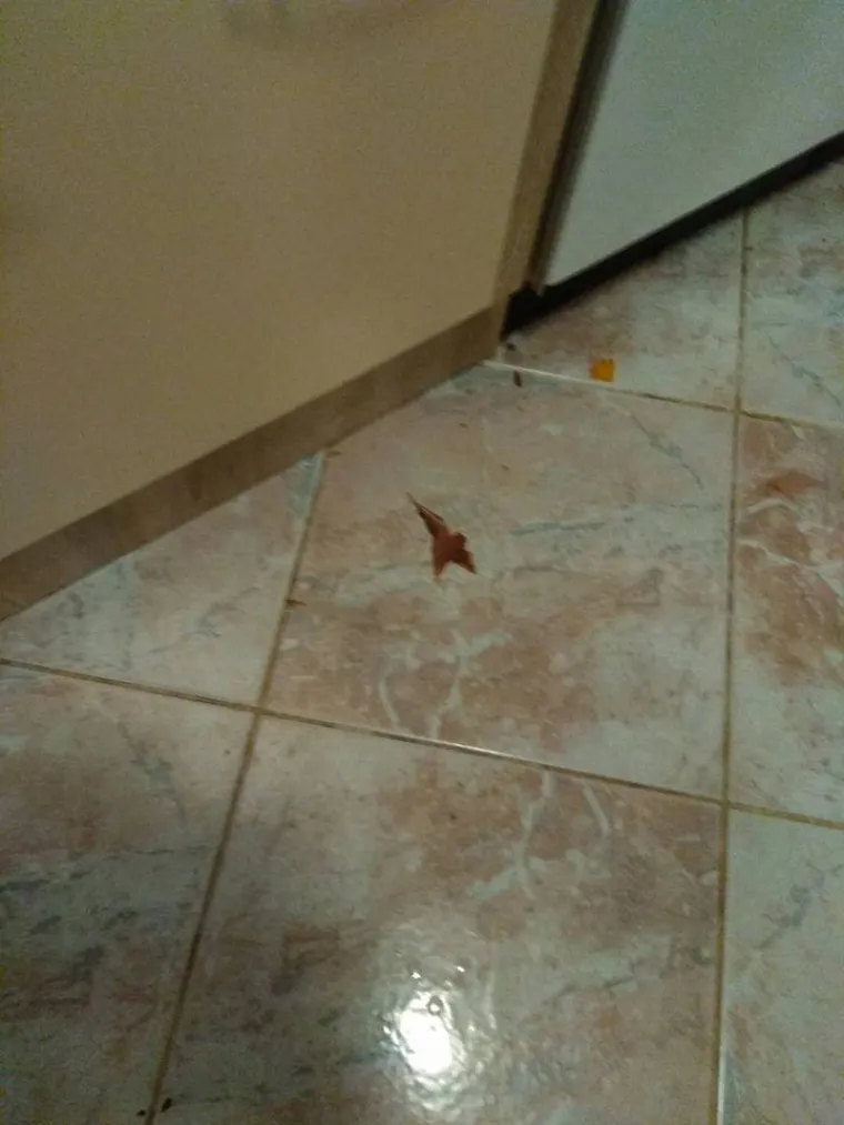 Gosti iz pakla: nizozemski turisti uni&scaron;tili apartman, a vlasnici stana poručili: 'Dužni ste čistiti za nama'