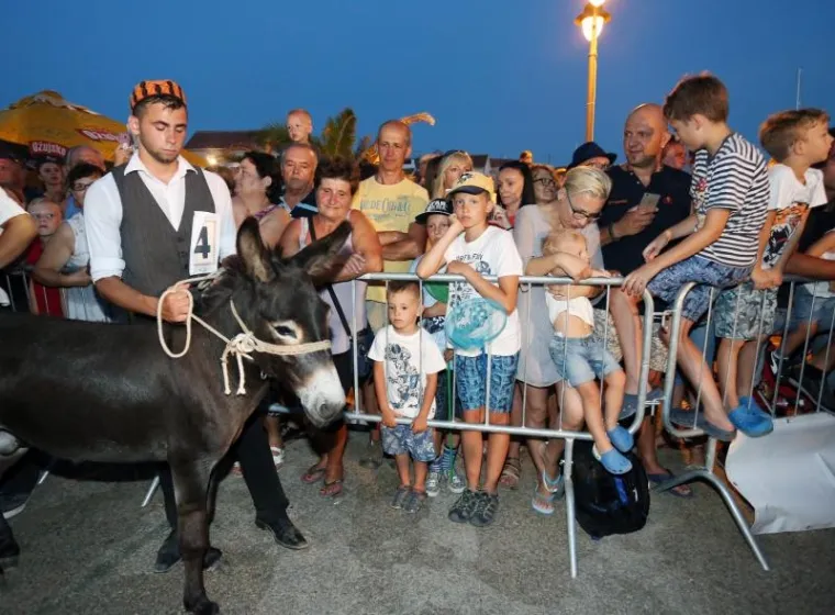 TOVAR MIŠKO OSVOJIO TITULU: Održana 50. jubilarna utrka magaraca u Tribunju, bilo je itekako zabavno