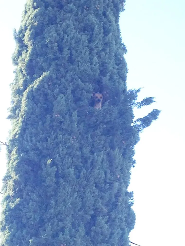 S KIM SI, TAKAV SI: Ovi se psi previ&scaron;e druže s mačkama pa su malo pobrkali lončiće. Ma da, prave mace!