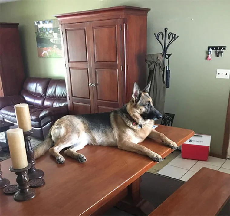 S KIM SI, TAKAV SI: Ovi se psi previ&scaron;e druže s mačkama pa su malo pobrkali lončiće. Ma da, prave mace!