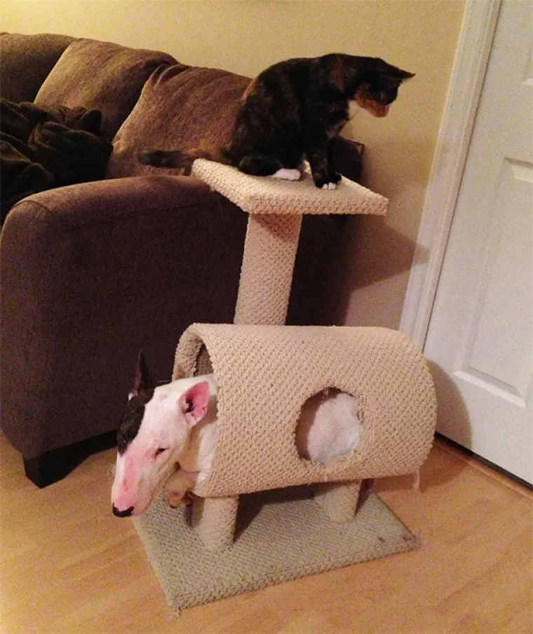 S KIM SI, TAKAV SI: Ovi se psi previ&scaron;e druže s mačkama pa su malo pobrkali lončiće. Ma da, prave mace!