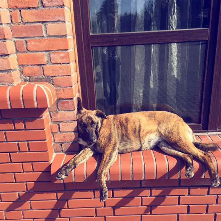 S KIM SI, TAKAV SI: Ovi se psi previ&scaron;e druže s mačkama pa su malo pobrkali lončiće. Ma da, prave mace!