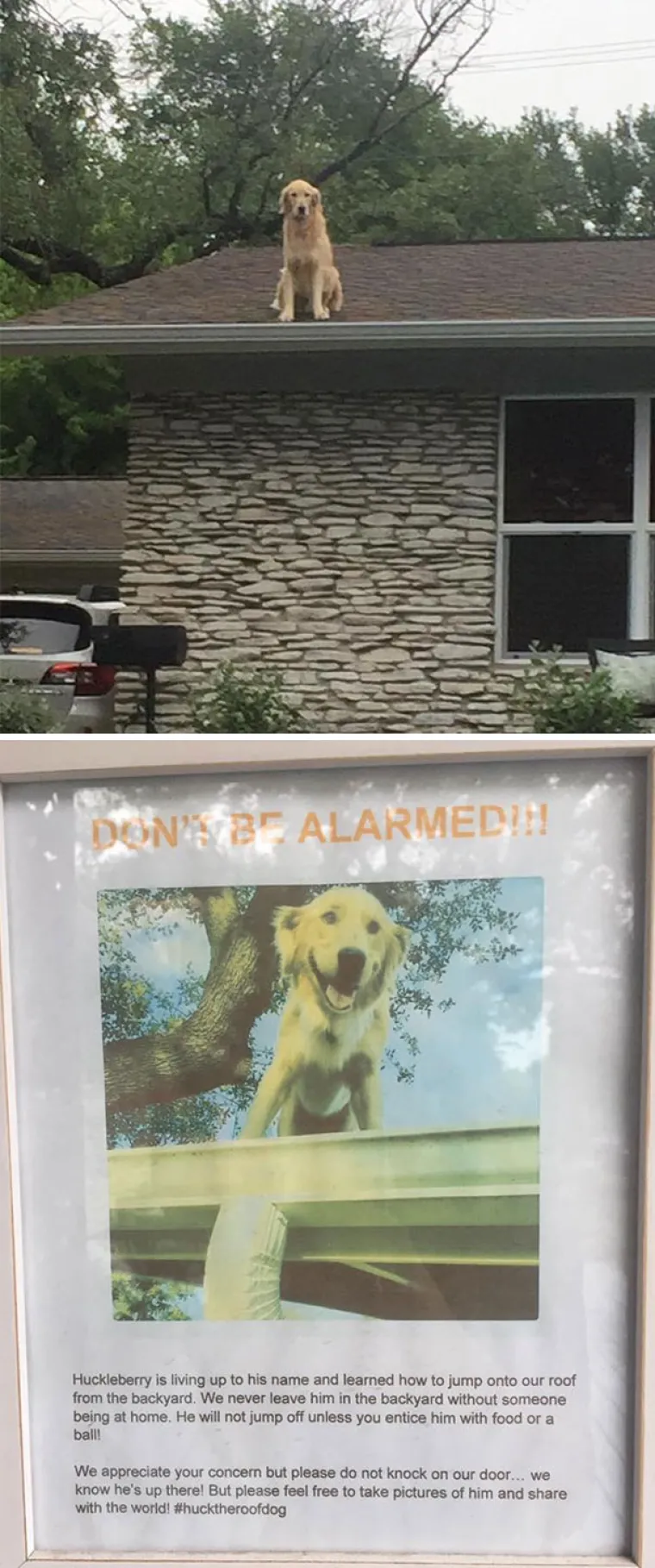 S KIM SI, TAKAV SI: Ovi se psi previ&scaron;e druže s mačkama pa su malo pobrkali lončiće. Ma da, prave mace!