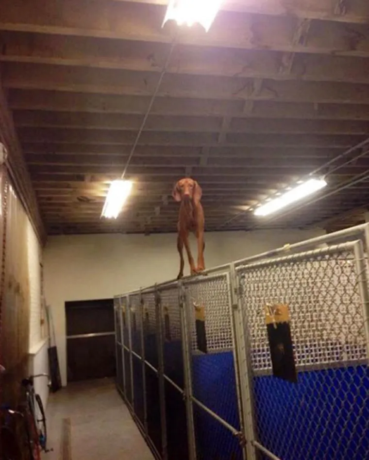 S KIM SI, TAKAV SI: Ovi se psi previ&scaron;e druže s mačkama pa su malo pobrkali lončiće. Ma da, prave mace!