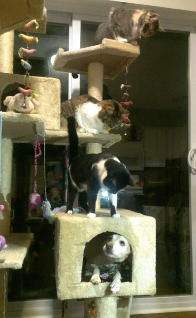 S KIM SI, TAKAV SI: Ovi se psi previ&scaron;e druže s mačkama pa su malo pobrkali lončiće. Ma da, prave mace!