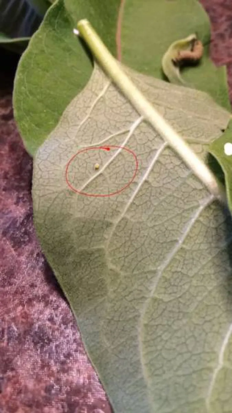 Ako nikada niste vidjeli pravo čudo razvoja leptira iz sićušne ličinke, pred vama je fascinantno iznenađenje. Netko je dokumentirao sve faze kroz koje leptir prolazi, a zanimljive prizore pogledajte u nastavku.