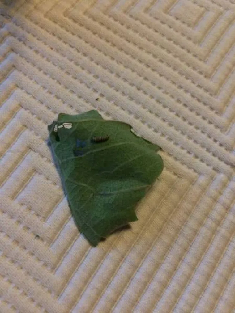 FASCINANTNI PRIZORI: Netko je snimio razvoj prekrasnog leptira od najsitnije ličinke, pogledajte to čudo prirode