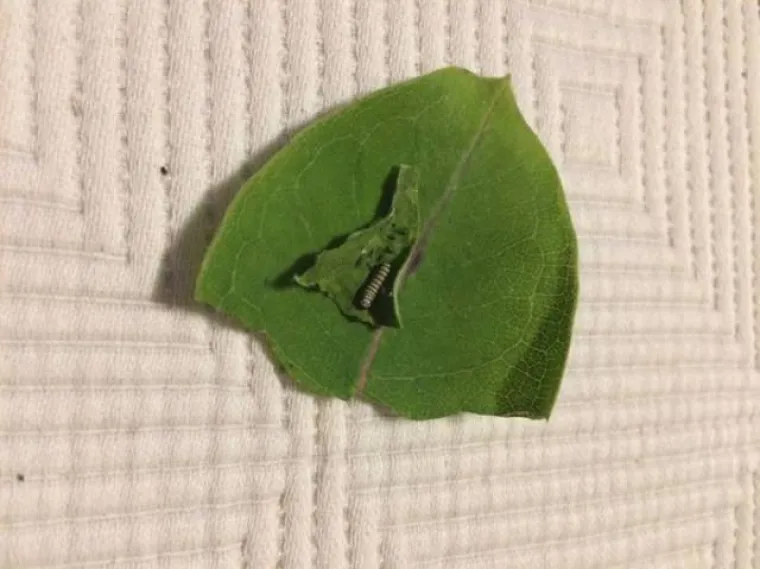 FASCINANTNI PRIZORI: Netko je snimio razvoj prekrasnog leptira od najsitnije ličinke, pogledajte to čudo prirode