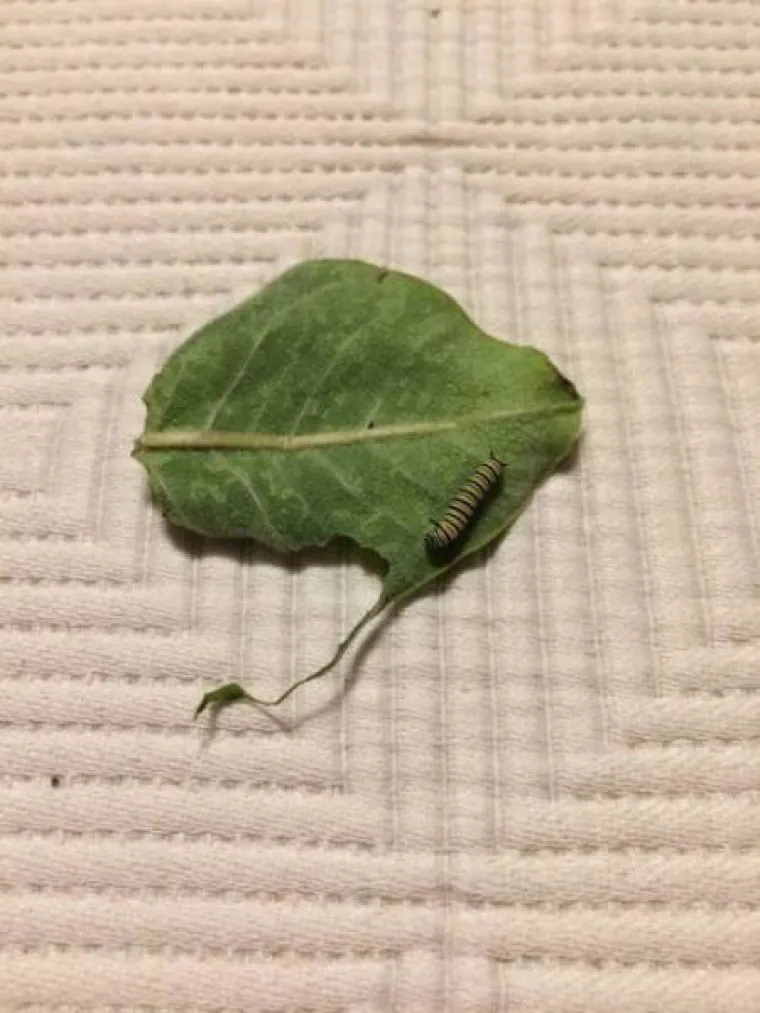 FASCINANTNI PRIZORI: Netko je snimio razvoj prekrasnog leptira od najsitnije ličinke, pogledajte to čudo prirode