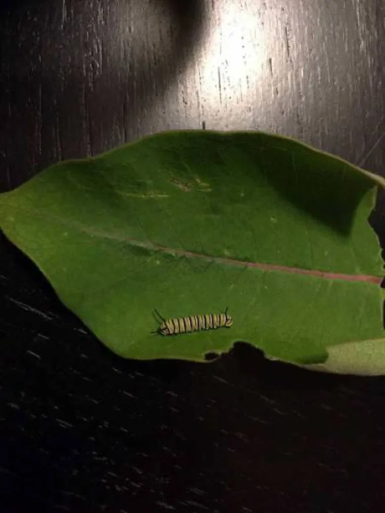 FASCINANTNI PRIZORI: Netko je snimio razvoj prekrasnog leptira od najsitnije ličinke, pogledajte to čudo prirode