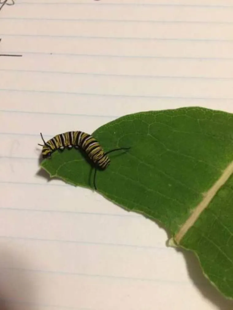 FASCINANTNI PRIZORI: Netko je snimio razvoj prekrasnog leptira od najsitnije ličinke, pogledajte to čudo prirode