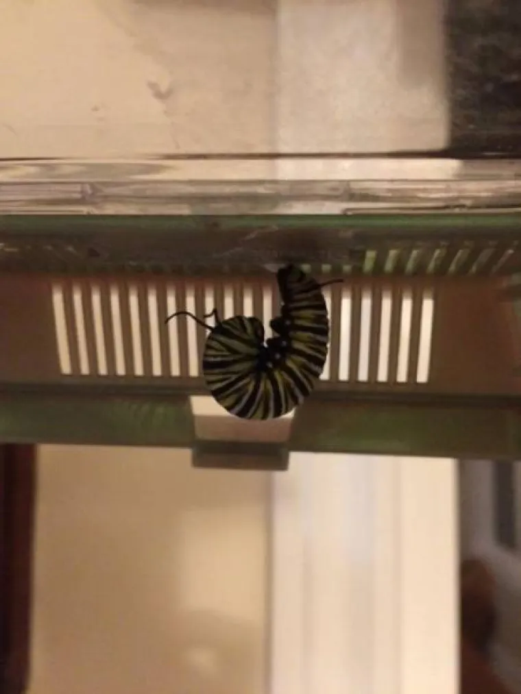 FASCINANTNI PRIZORI: Netko je snimio razvoj prekrasnog leptira od najsitnije ličinke, pogledajte to čudo prirode