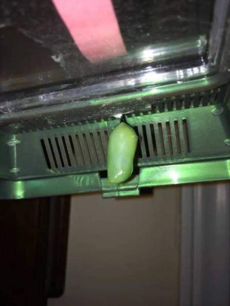 FASCINANTNI PRIZORI: Netko je snimio razvoj prekrasnog leptira od najsitnije ličinke, pogledajte to čudo prirode