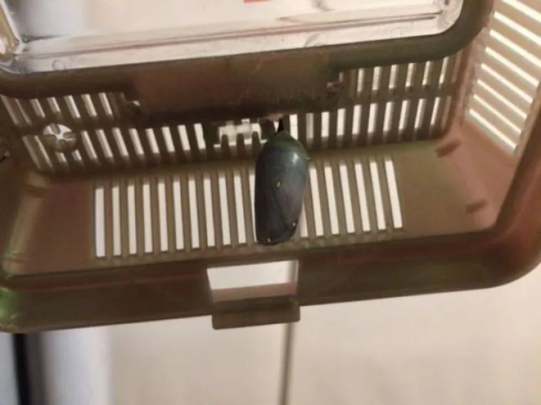 FASCINANTNI PRIZORI: Netko je snimio razvoj prekrasnog leptira od najsitnije ličinke, pogledajte to čudo prirode