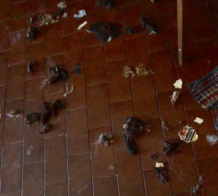 Podstanarka iz pakla